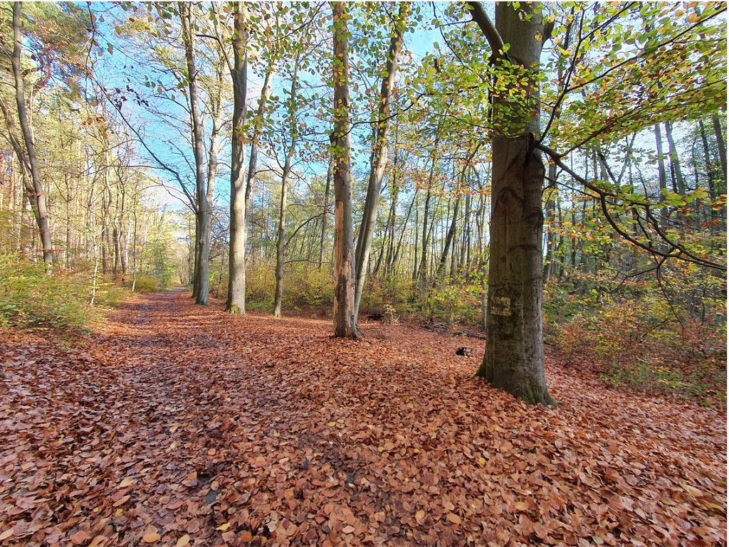 Mischwald in direkter Nachbarschaft von Wochenendhäusern am Potsdamer Stadtrand