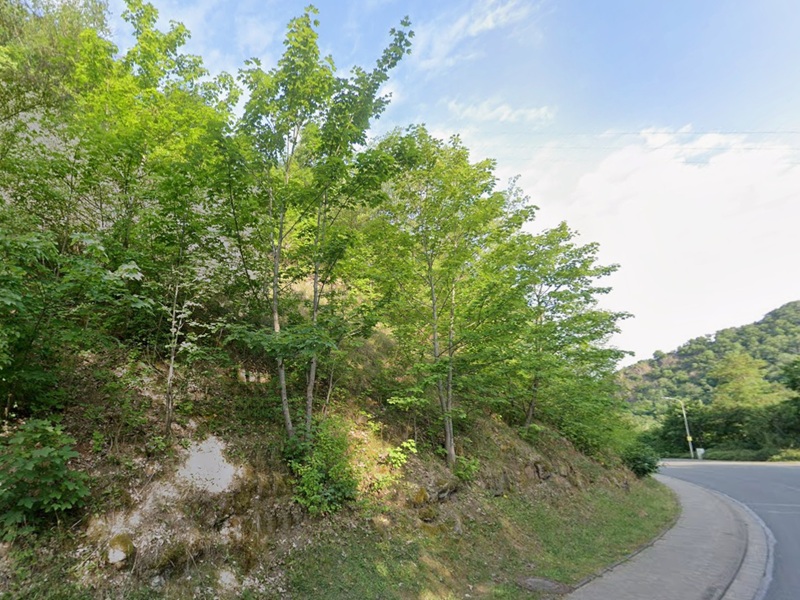 Kleine vertragsfreie Gehölzfläche in Hanglage in Winnweiler im Nordpfälzer Bergland 