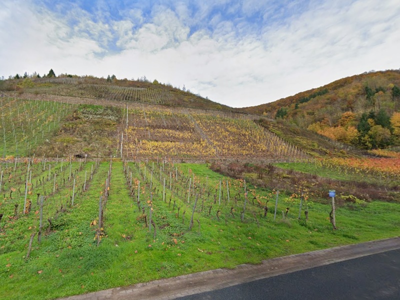 Brachliegende, ehemalige Weinbergsfläche in der Weinbaulage ´Ediger Feuerberg´ oberhalb der Mosel