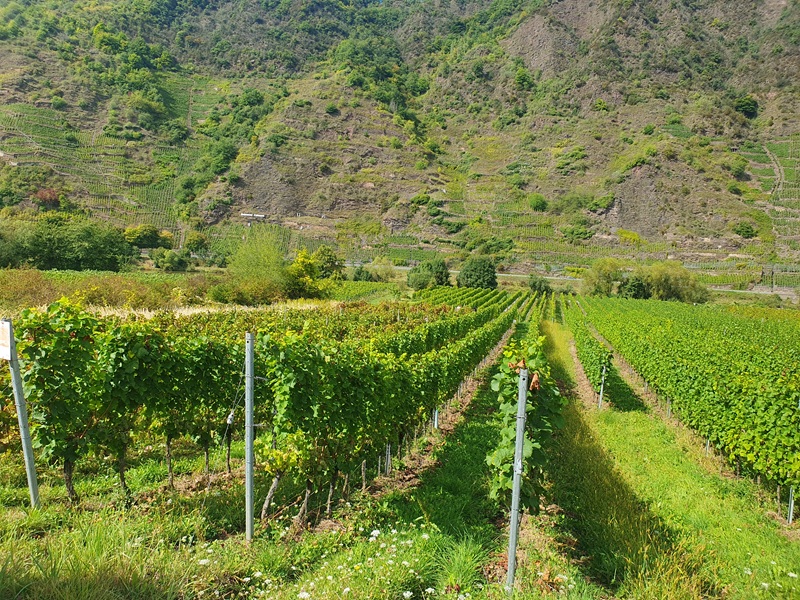 Weinberg mit der Rebsorte ´Dornfelder´ im Bereich ´Kloster Stuben´ *direkt vom Weinbauern*
