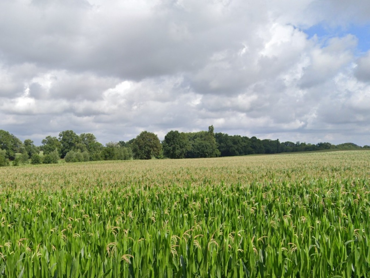 Grünland & vertragslos genutzter Feldweg über den Sandbach
