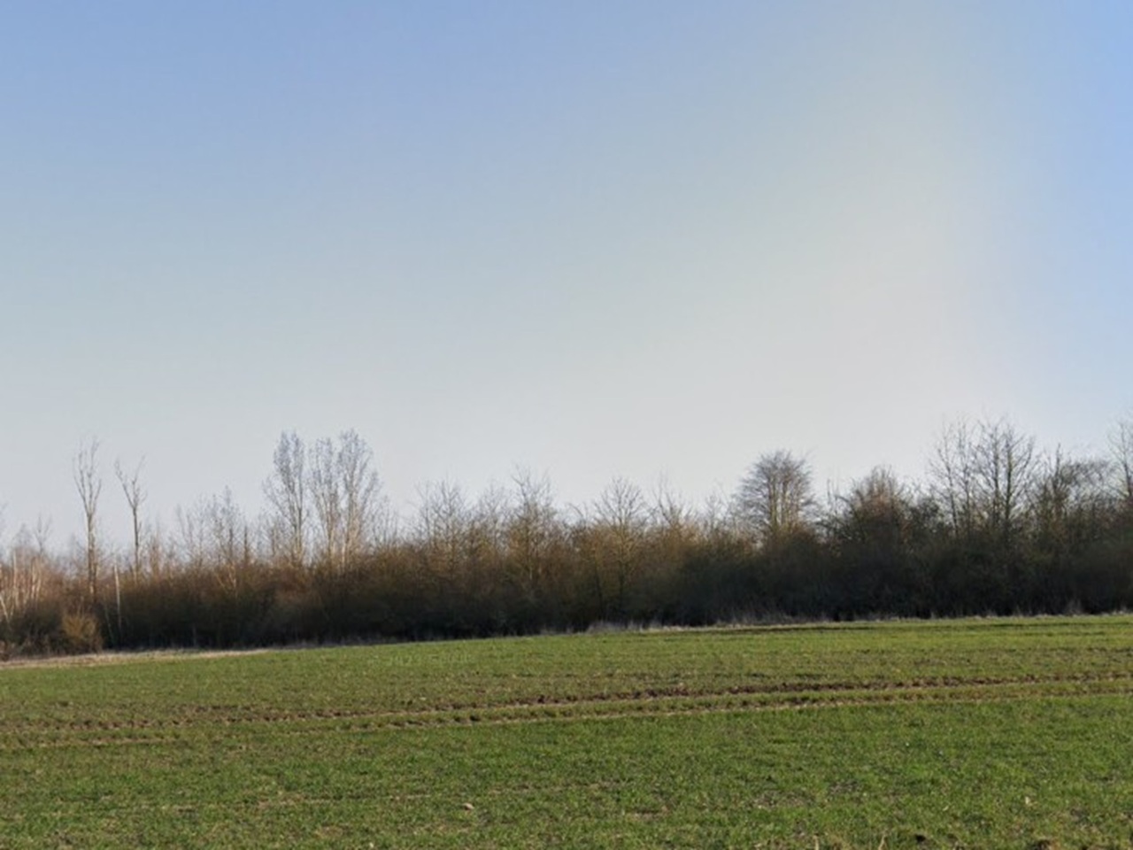 Wald westlich des See Seehausen im Landkreis Börde