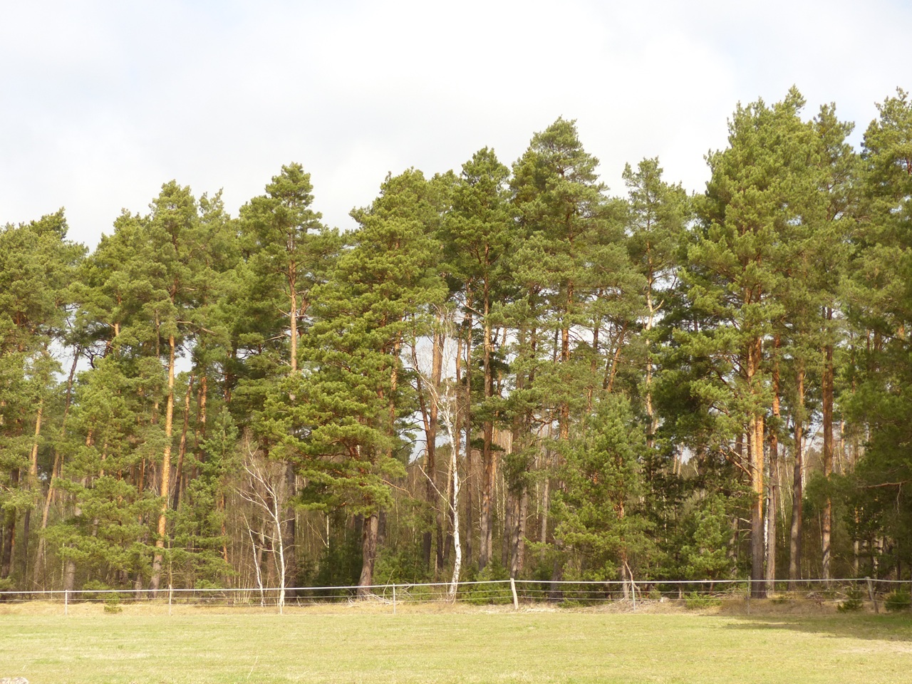 Teilweise verpachtetes Grundstück (überwiegend Wald, teilweise Landwirtschafts-/Grünfläche) in Märkisch Buchholz