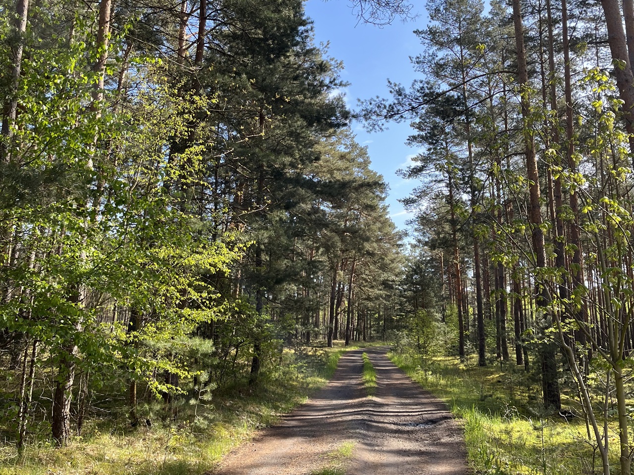 Vertragsfreie Waldfläche mit einer Grundstücksgröße von 6.000 m² in Märkisch Buchholz