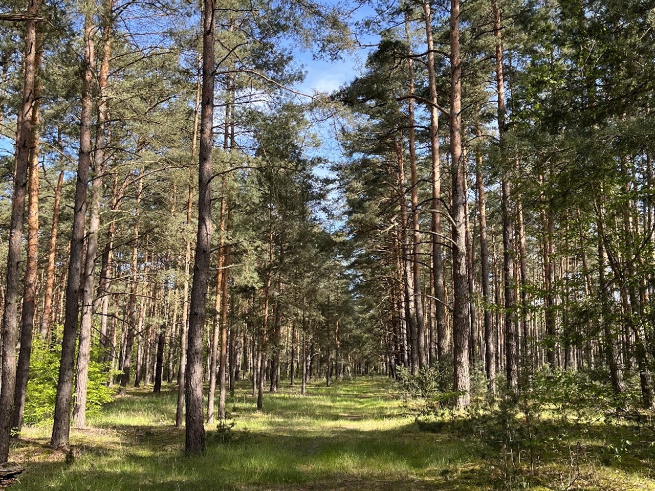 Über 1 Hektar Waldfläche in Märkisch Buchholz - dem Tor zum Spreewald