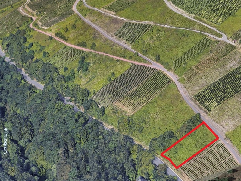 Gerodeter, ehemaliger Weinberg in der Weinbaulage ´Zeller Domherrenberg´ im Moseltal