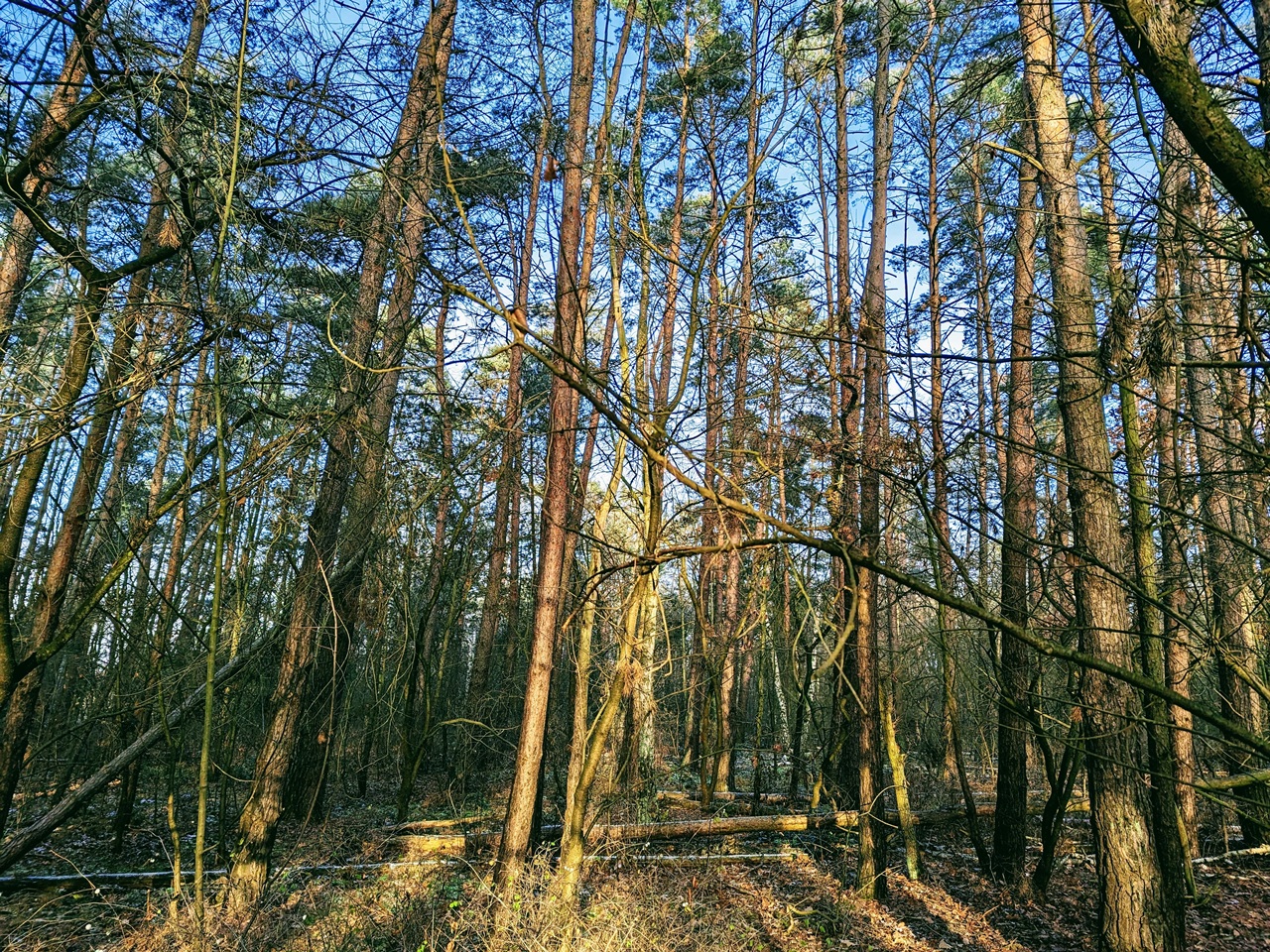 Vertragsfreie Waldfläche nahe Wohnbebauung und nur ca. 70 m von der Berliner Stadtgrenze entfernt