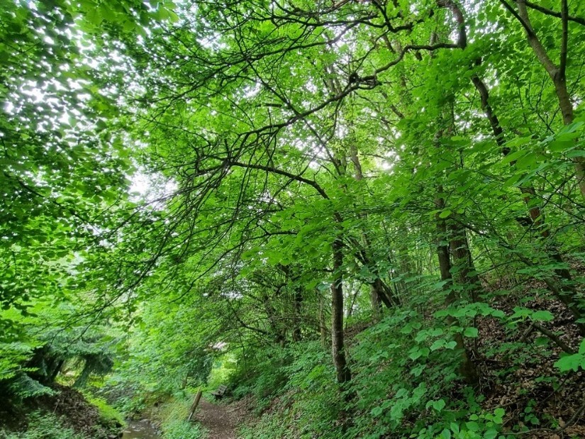 Verpachtete Waldfläche an der Gonna