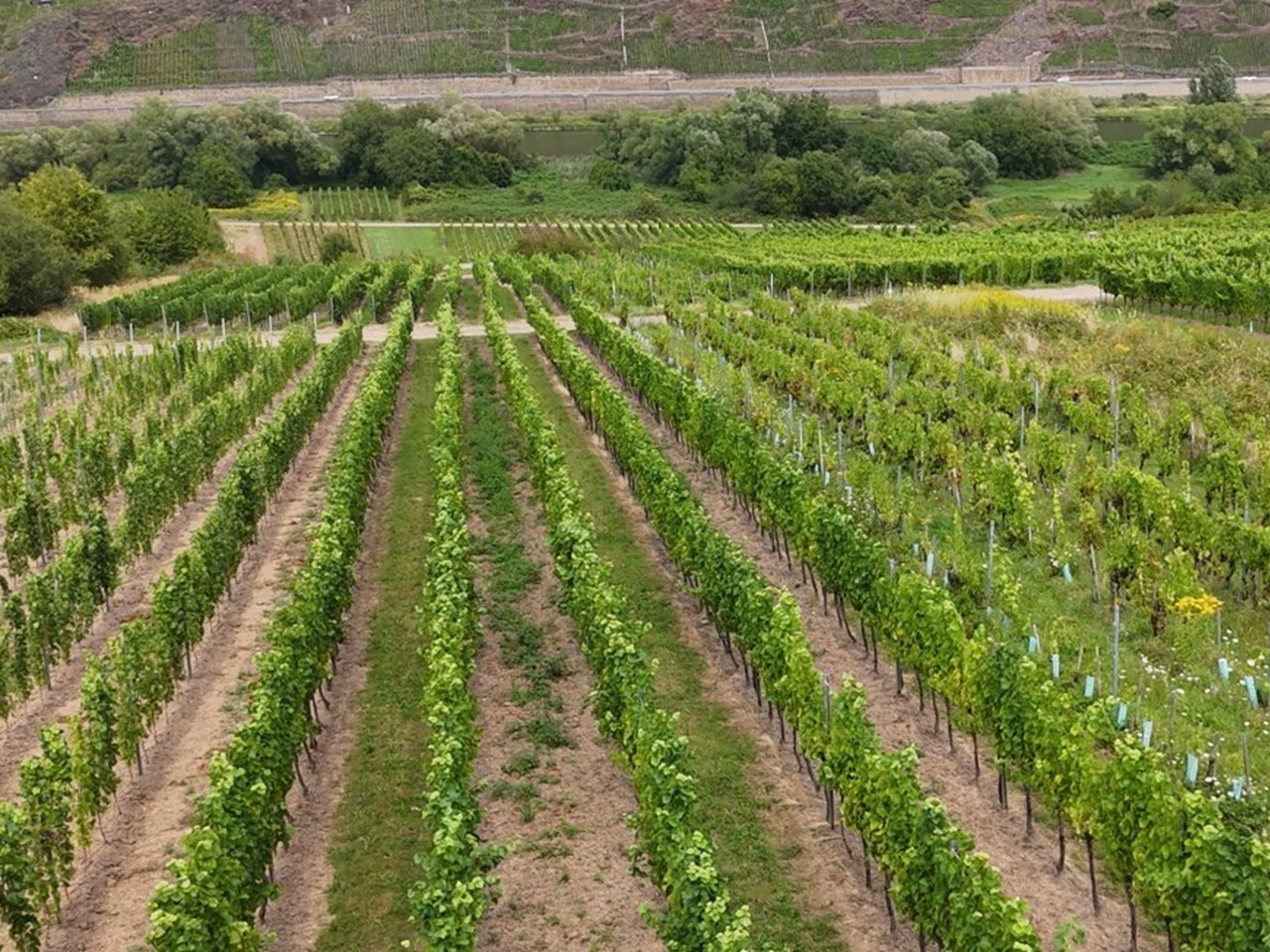 Weinberg mit den Rebsorten ´Spätburgunder´ und ´Dornfelder´ im Bereich ´Kloster Stuben´ *direkt vom Weinbauern*