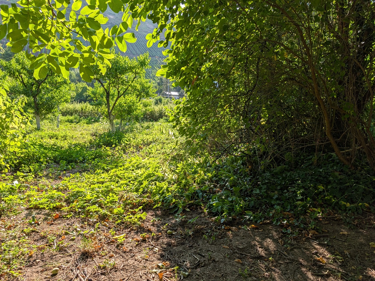 Ehemaliger Kleingarten mit Blick auf die Mosel in direkter Nachbarschaft des Wohnmobilstellplatzes Neef