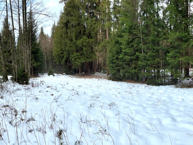 Grünlandfläche im Allgäu