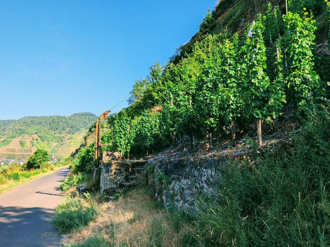 Weinberg mit Traubenseilbahn in der Weinlage ´Neefer Frauenberg´ wenige Meter von der Mosel entfernt